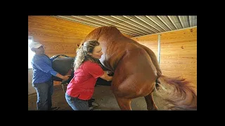 Most Attractive Horse Breeding And Facts in Hindi || सबसे आकर्षक घोड़ा प्रजनन और तथ