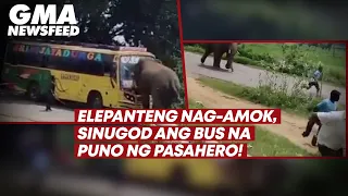 Elepanteng nag-amok, sinugod ang bus na puno ng pasahero! | GMA News Feed