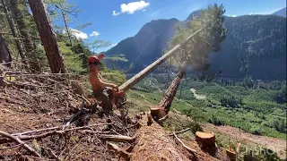 Cutting some tall old growth at the top of a cut-block | dumping to the road