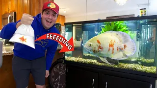 Feeding AGGRESSIVE Oscar Fish GOLDFISH!!