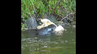 ""wildlife videos" Rever otter attack turtle