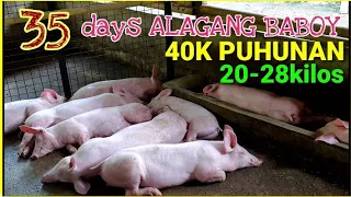 ALAGANG BABOY 🐖 35 days na biik pwede na BENTA pang lechon 20-28 kilos