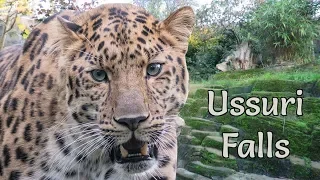 Tour of Ussuri Falls at Colchester Zoo