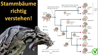 Kladistik Tutorial 2: Wie interpretiere ich einen Stammbaum (Kladogramm?)