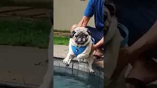 Dogs are natural swimmers #pugvideos #pugs #pug #shorts