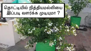 ஷேப் ஆக நித்யமல்லி செடியை வளர்ப்பது எப்படி? #nithyamalli trim in #tamil #gardening #jasmine