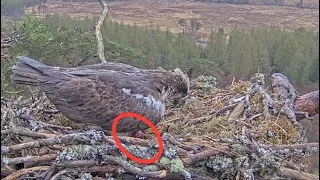 FIRST EGG for the Loch Arkaig Ospreys 11.13 today. Congratulations Dorcha & Louis 14 Apr 2024 (zoom)