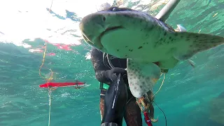 Spearfishing - one winter day 2020