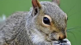 How To Clean Squirrels Quick And Easy