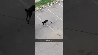 Dog VS Cat Real Fight