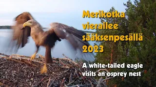 Merikotka vierailee / A white-tailed eagle visits 2023