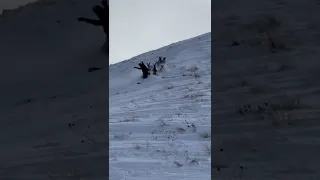 snowboarding with Alpine goats