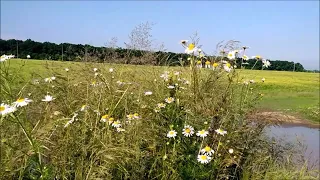 ЖАВОРОНОК ПОЛЕВОЙ 🦜ЕГО ПЕНИЕ УСПОКОИТ и НОРМАЛИЗУЕТ ДАВЛЕНИЕ @vinnitsanature