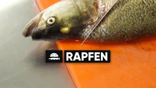 Rapfen | Filetieren und Gräten beseitigen XXL | Fisch und Grips