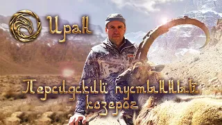 TROPHY HUNTING IN IRAN. PERSIAN DESERT IBEX