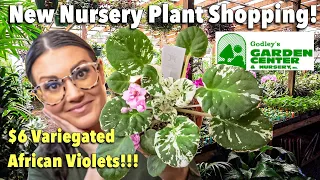 $6 Variegated African Violets! Plant Shopping At A Fantastic NEW Nursery! Plant Haul | Salisbury, NC