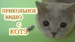 Приколы с котами - ТОПовая подборка с нашим котом