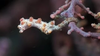 Mucky Secrets - Part 7 - Seahorses, Pipefishes, Ghost Pipefishes & Shrimpfish - Lembeh Strait