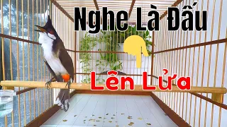 Tiếng Chào Mào Hót Đấu Kích Bổi Lên Lửa!..Luyện Chào Mào Sổ Giọng Hót Căng Lửa.kich chao mao hot dau