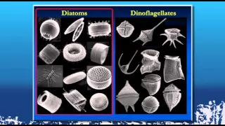 Jim Sullivan 03/02/16 Phytoplankton Form and Function in the Turbulent Ocean