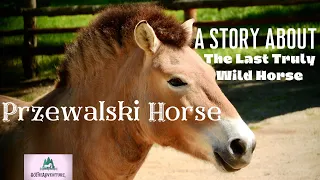 A Story Of The Przewalski Horse, The Last Truly Wild Horse & It's Comeback