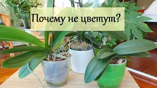 ВАЖНО! Орхидеи ТУГОДУМЫ или УМНЫЕ растения?! Почему же они не ЦВЕТУТ?