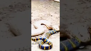 Python attacks on cobra#shortsvideo