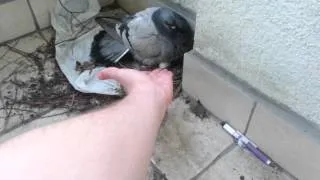 Pigeon gives me High-Five XDDDDD