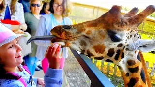 Кормим ЖИРАФОВ в зоопарке! Вы видели ЯЗЫК ЖИРАФА?! Алис гладит и кормит с рук жирафа Видео для детей