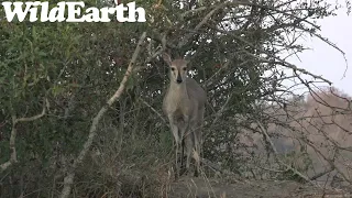 WildEarth - Sunset  Safari - 08 Aug 2022