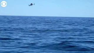 WEB EXTRA: SnotBot  Drone Studies Whales