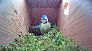 27th March 2021 - Blue tit nest box live camera highlights