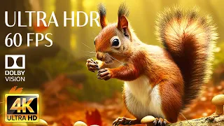 AUTUMN ANIMALS - 4K HDR 60fps Dolby Vision with Animal Sounds & Relaxing Music (Colorful Dynamic)