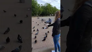 Голуби атакуют 🕊Флешмоб голубиный 😆