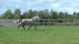 Orlov Trotter Gubernia playing in arena