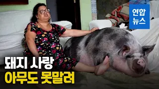 "미니피그인 줄 알았는데"…250kg 암퇘지 떡하니 집안에  / 연합뉴스 (Yonhapnews)