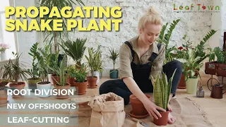 Propagating Snake Plant | Sansevieria Plant | Snake Plant propagation