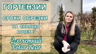 КАК И КОГДА ОБРЕЗАТЬ ГОРТЕНЗИЮ ВЕСНОЙ. Обрезка ПОЛАР БИР