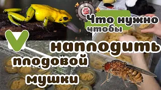 Дрозофила для лягушек: как ее готовить и с чем есть?