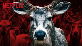 Leave the World Behind Deer in the Wild | Netflix