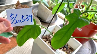 【園藝539】5月20日(一)龍爪蔓綠絨夏天生長緩慢葉子逐漸向上！