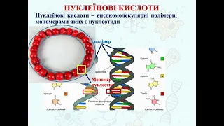 Нуклеїнові кислоти. Біологічне значення Будова нуклетиду РНК ДНК Репарація Реплікація Генетичний код