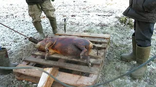 Личное подворье. Забой Вьетнамской свиньи