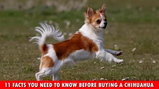 11 FACTS YOU NEED TO KNOW BEFORE BUYING A CHIHUAHUA