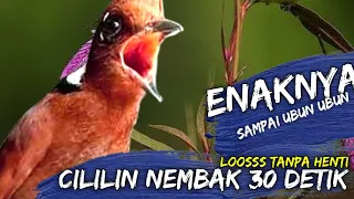 NGEBUUUTTTT FULL CILILIN 30 DETIK TANPA PUTUS SANGAT AMPUH UNTUK KAWAL MURAI BATU BAHAN TROTOL