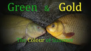Tench and Crucian Carp fishing | Green and Gold | The Colour of Summer!