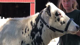 Dairy Showmanship 101, 4-H Dairy Clinic Part Six