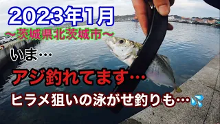 【茨城県北茨城市】1月にも関わらずアジ好調！こちらの漁港では毎日ヒラメも！