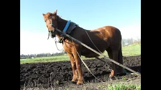 Лошадь в ПАШНЕ - МОЩЬ!!!