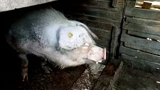 Large pig after castration surgery